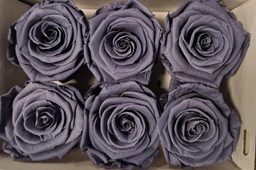 Rosa grootbloemig kleurbehandeld H%