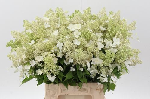 Hydrangea paniculata 'Kyushu'