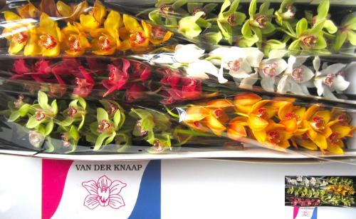 Cymbidium grootbloemig per tak gemengd