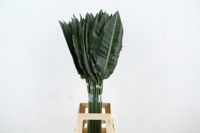 Strelitzia reginae (blad)