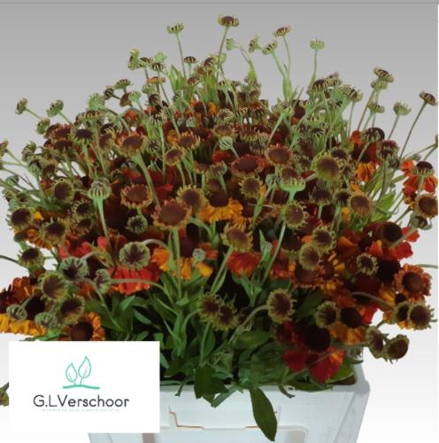 Helenium Autumn Flirt