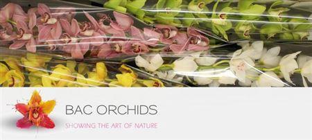 Cymbidium grootbloemig per tak gemengd