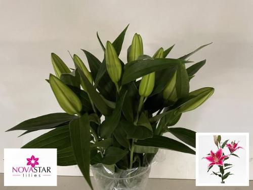 Lilium Oriental Grp 'Starfighter'