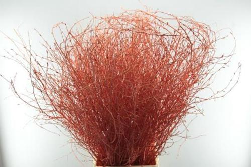 Betula kleurbehandeld H%