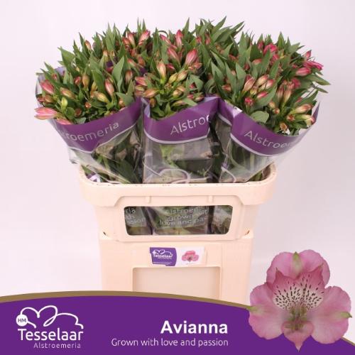 Alstroemeria Avianna