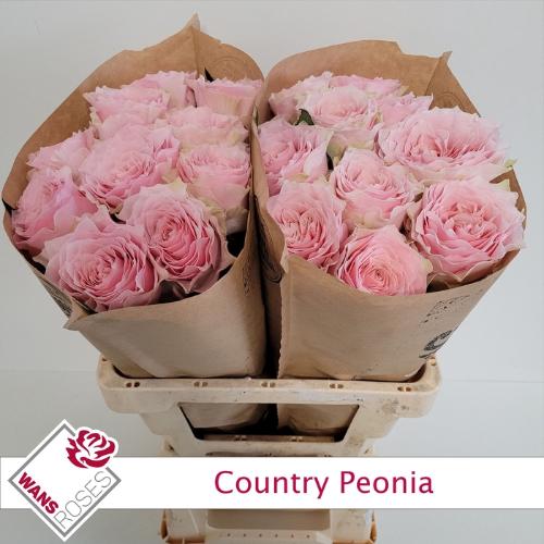 Rosa grootbloemig Country Spirit Peonia