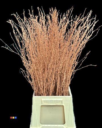 Betula per bos kleurbehandeld