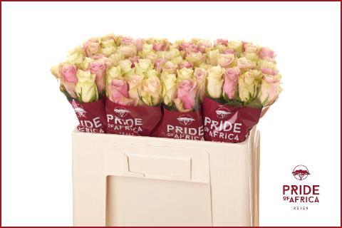 Rosa grootbloemig gemengd in bos