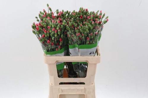 Dianthus tros overig