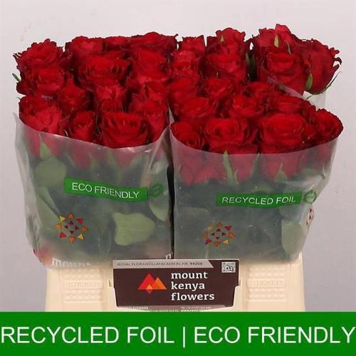 Rosa grootbloemig Madam Red