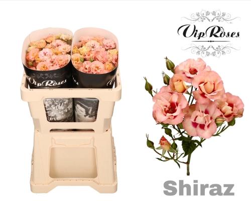 Rosa tros Shiraz!