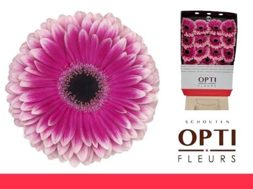 Gerbera grootbloemig 'Prelude'