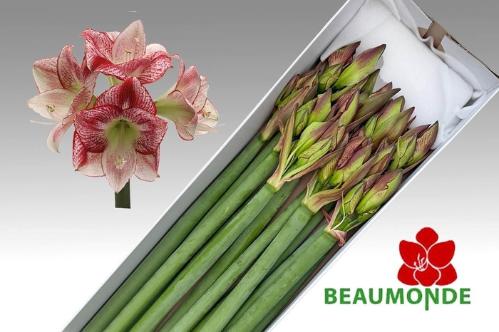 Hippeastrum Galaxy Grp 'Flamenco Queen'