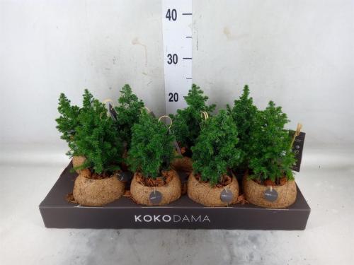 Chamaecyparis thyoides 'Top Point'