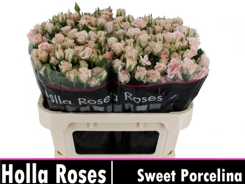 Rosa tros Sweet Porcelina