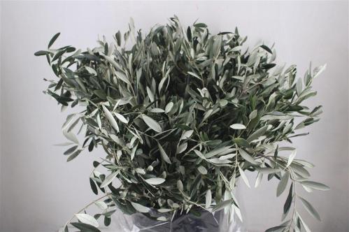 Olea europaea per bos