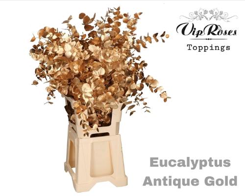 Eucalyptus cinerea kleurbehandeld per bos H%