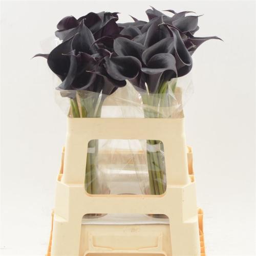 Zantedeschia 'Escape'