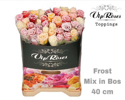 Rosa grootbloemig kleurbehandeld H%