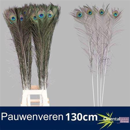Pauwenveren H%