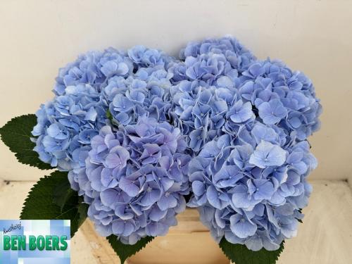 Hydrangea macrophylla 'Verena' (blauw)
