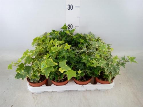 Hedera helix gemengd
