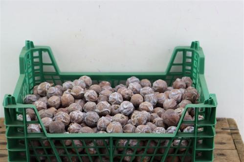 Dennenappel H%
