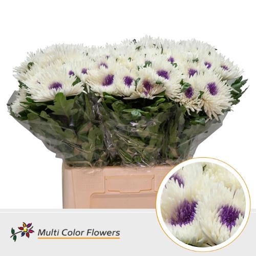 Chrysanthemum geplozen kas kleurbehandeld H%