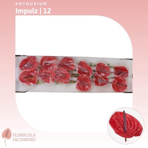 Anthurium (Andreanum Grp) Impulz