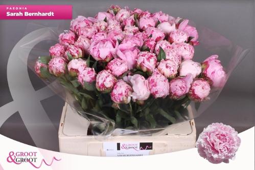 Paeonia Lactiflora Grp 'Sarah Bernhardt'