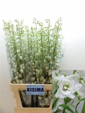 Delphinium Elatum Grp dubbelbloemig 'Candle White Shades'
