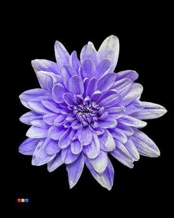Chrysanthemum Indicum Grp tros kas kleurbehandeld H%