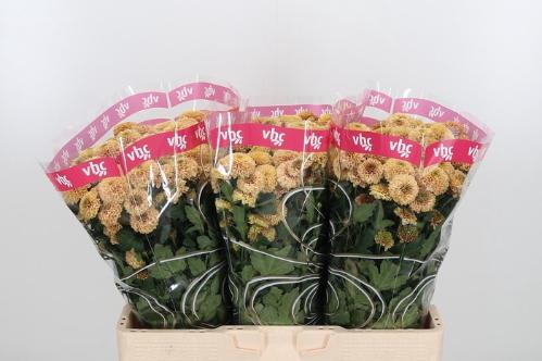 Chrysanthemum (Indicum Grp) tros santini AAA Doria Salmon