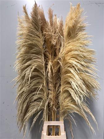 Cortaderia overig
