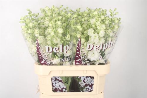 Delphinium dubbelbloemig (Elatum Grp) 'Dewi Anastasia'