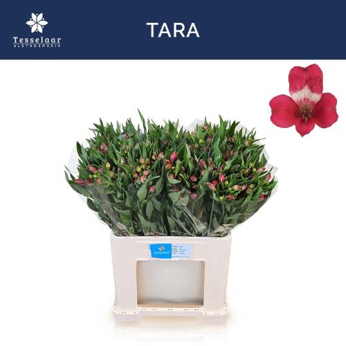 Alstroemeria Tara