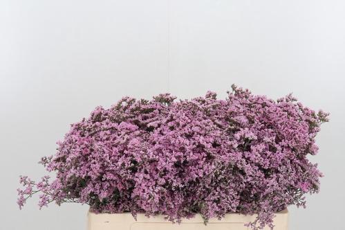 Limonium Safora Oshi Pink
