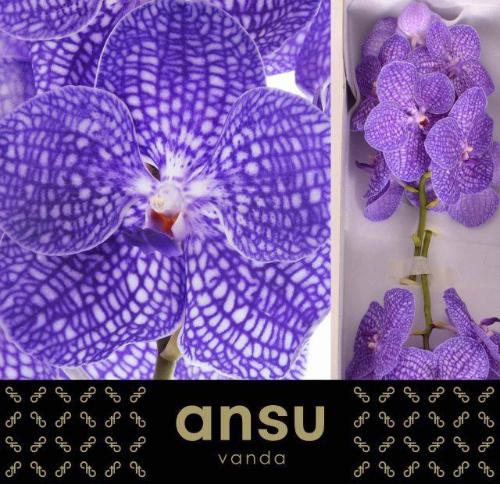 Vanda Kanchana Indigo