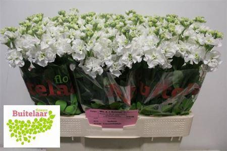 Matthiola incana 'Iron White'