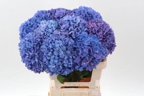 Hydrangea macrophylla 'Pimpernel'