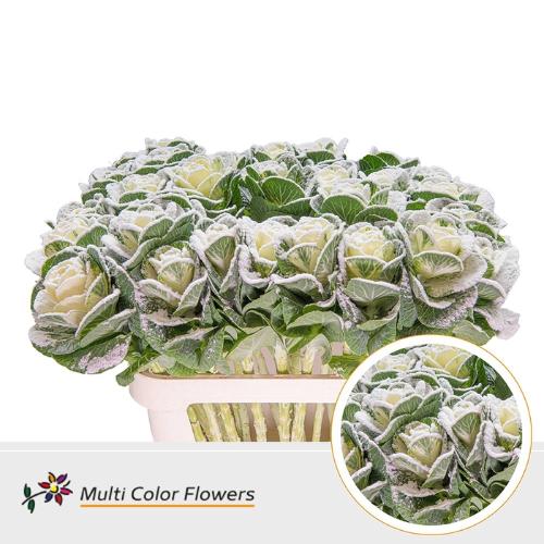 Brassica oleracea kleurbehandeld H%