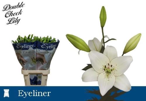 Lilium Aziatische Grp 'Eyeliner'