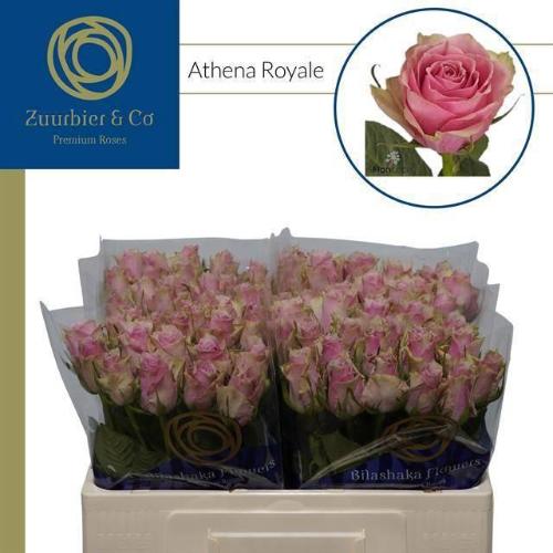 Rosa grootbloemig Athena Royale