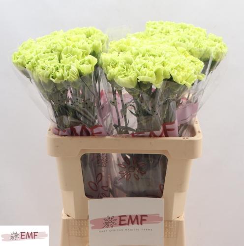 Dianthus standaard Celtic Green