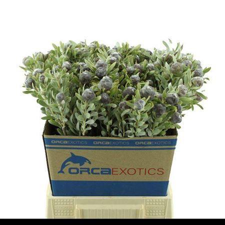 Leucadendron pubescens