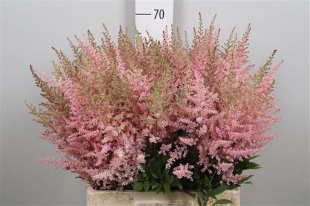 Astilbe Arendsii Grp 'Erika'
