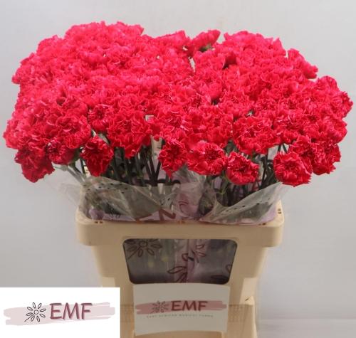 Dianthus standaard Mandalay