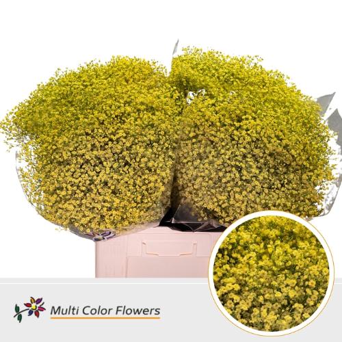Gypsophila overig kleurbehandeld H%