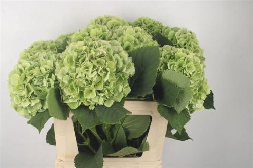 Hydrangea macrophylla 'Verena' (blauw classic)