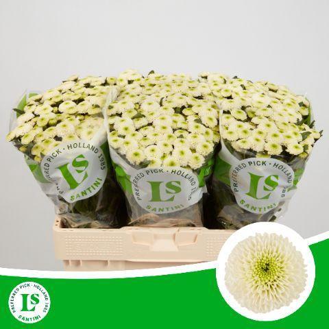 Chrysanthemum (Indicum Grp) tros santini Sira